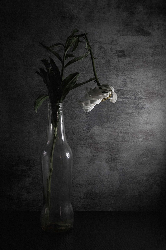 Tygerberg Photographic Society - Annelize Van Der Berg - Wilted Flower