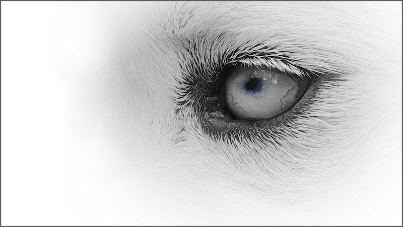 Westville Camera Club - Elton Bartlett - Ice Cold Stare