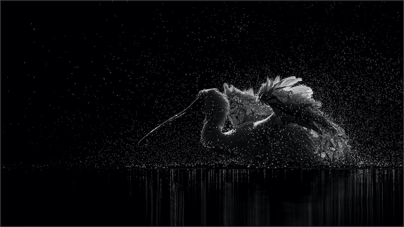 AFO - Tania Cholwich - Droplets