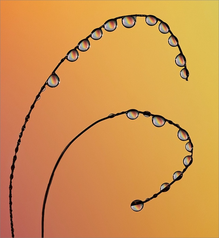 Amber Camera Club - Shirley Swingler - Rainbow Dewdrops