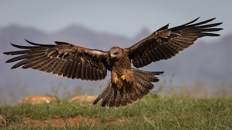 Ballito Photo Club - John Louw - Landing