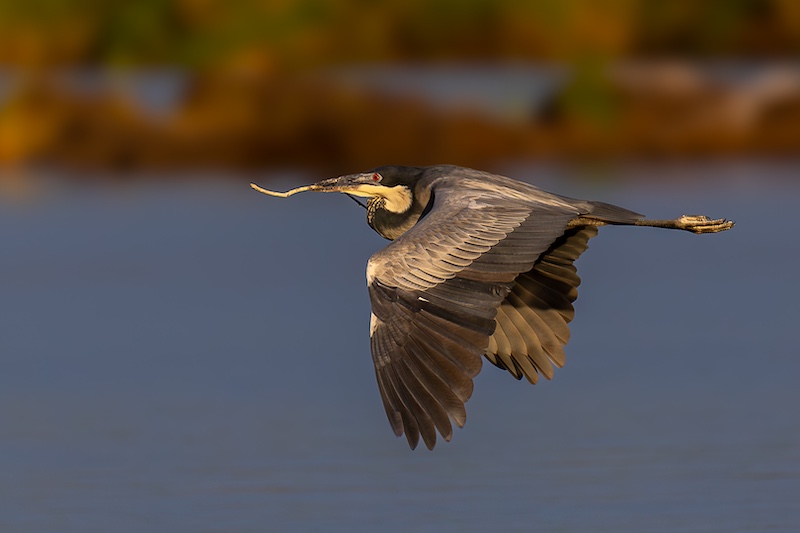 Bosveld Fotografie Klub - Ziets Zietsman - Swartkopreier