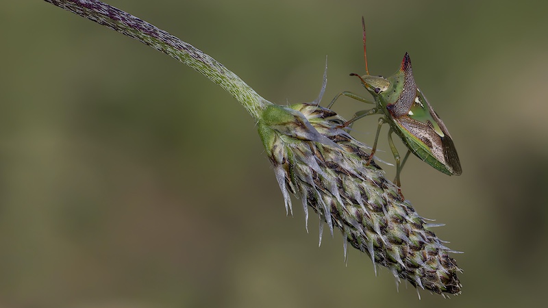 Edenvale Photographic Club - Brian Shaw - Shield Bug