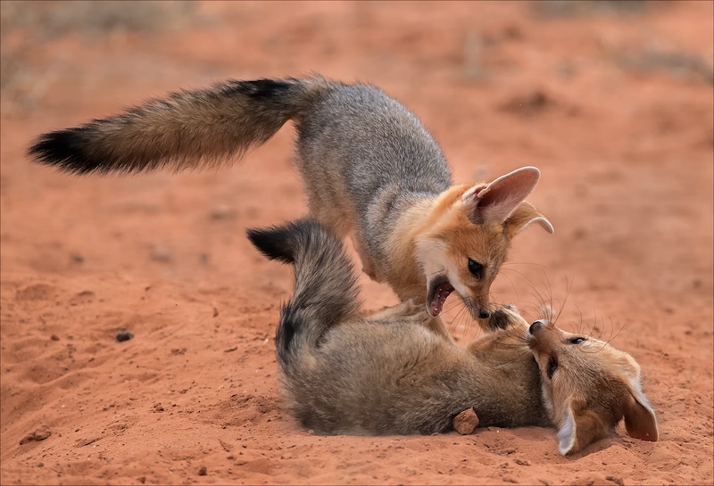 Ermelo Foto Klub - Rosa van Schalkwyk - Twins Playing