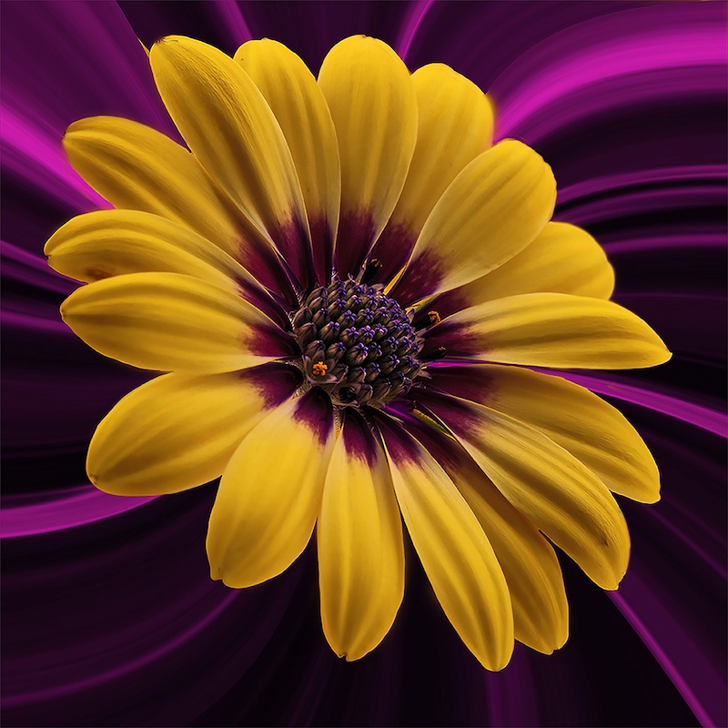 F-Stop Fotografiese Vereniging - Anita Bester - Yellow Daisy