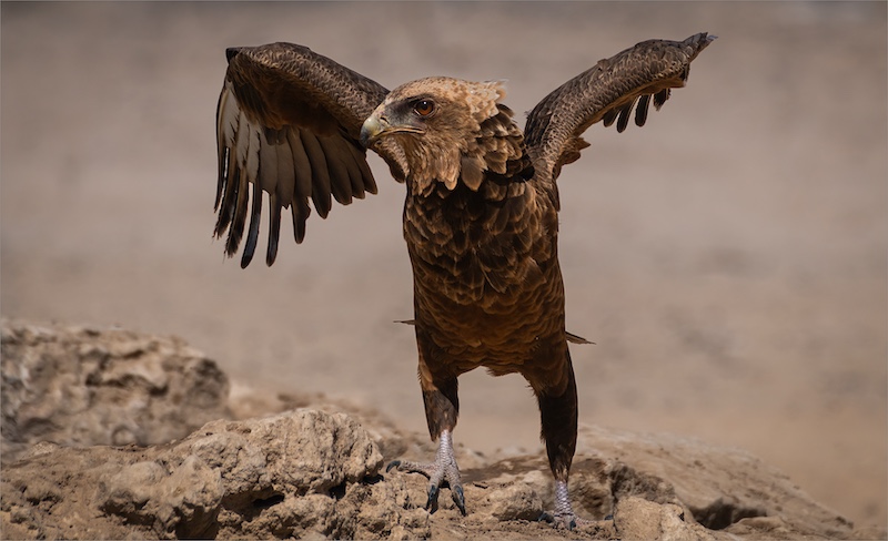 Harties Fotografie Studiegroep - Madalein Nel - Jong Berghaan