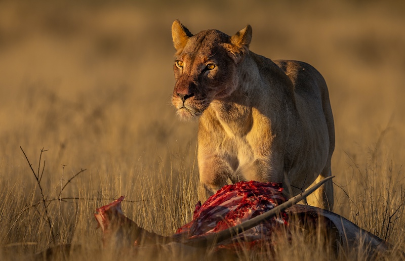 Hermanus Photographic Society - Carina de Klerk - Early dinner