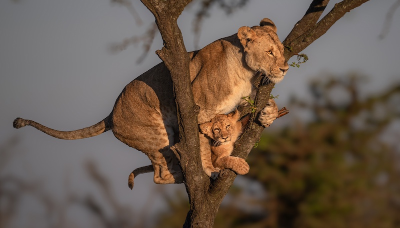 Hibiscus Coast Photographic Society - Kathy Kay - Oh no what now
