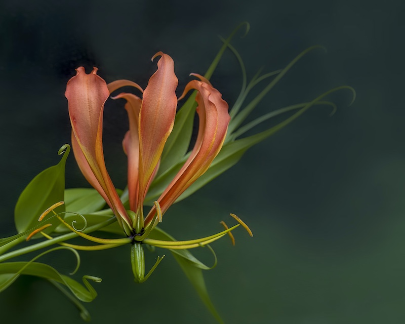 Highway Camera Club - Bev Husband - Gloriosa Superba