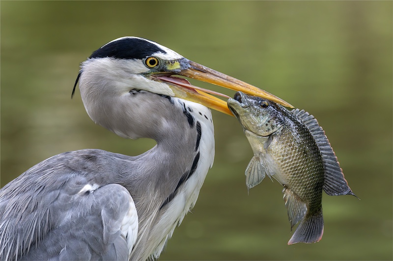 Hillcrest Camera Club - Richard Goodwin - Grey heron with catch