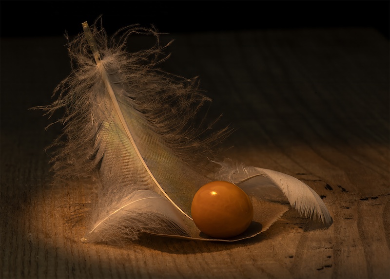 Kowie Camera Club - Lynton Perry - Graceful Landing