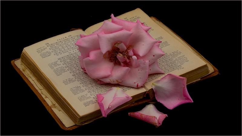 Kroonstad Fotoklub - Dalene Venter - Forgotten Rose