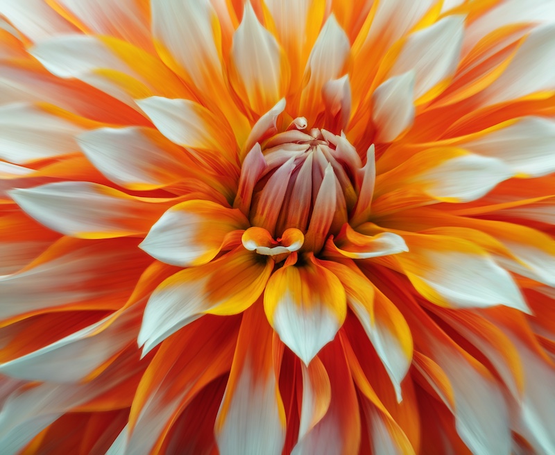 Mosselbaai Kameraklub - Amanda Whiteman - Orange and Snow Dahlia