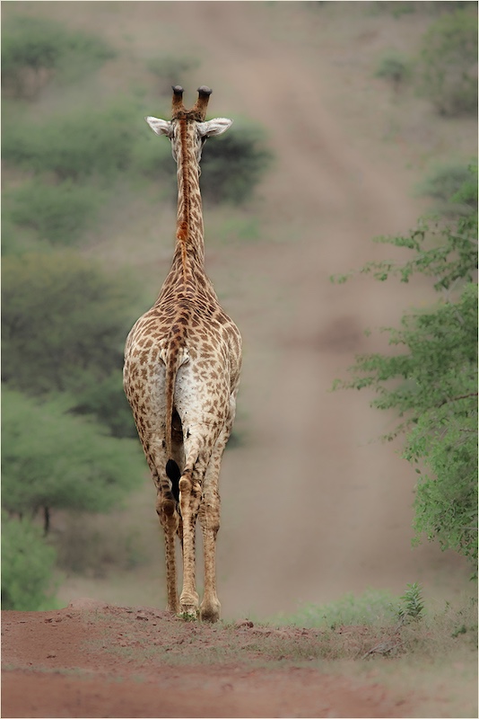 On the Rocks Camera Club - Shaun Frances - Going Home