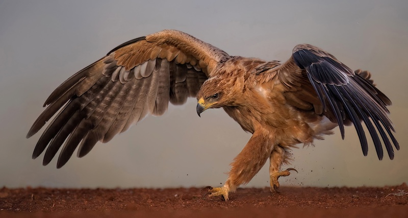 Port Elizabeth Camera Club - Antionette Morkel - The Chase