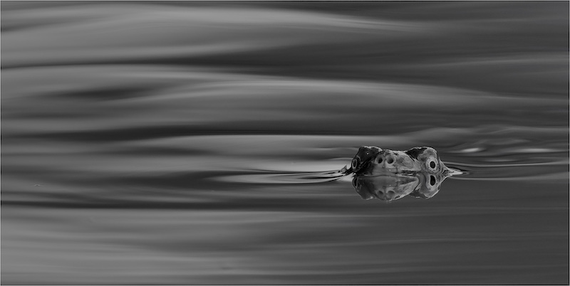 Pretoria Photographic Society - Giuseppe Carbonatto - Scanning the surface