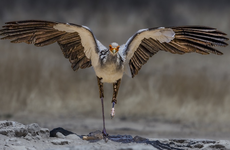 Princes Grant Camera Club - Sharlene Cathro - Secretary beauty