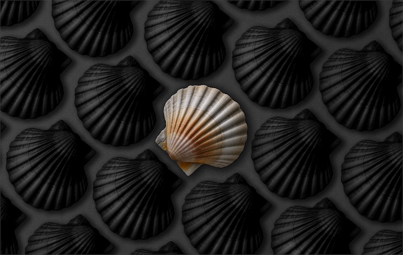 Randburg Foto Klub-Randburg Photo Club - Chris Joubert - The Odd One Out