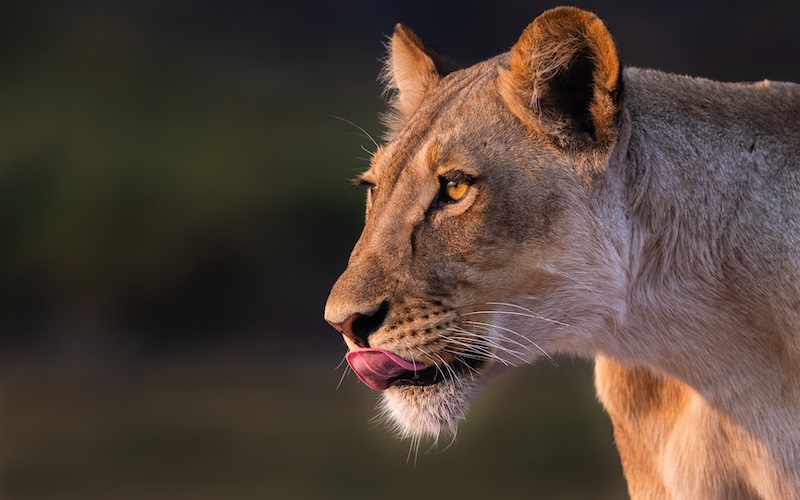 Sapphire Coast Camera Club - Helena Du Plessis - Hungry Lioness