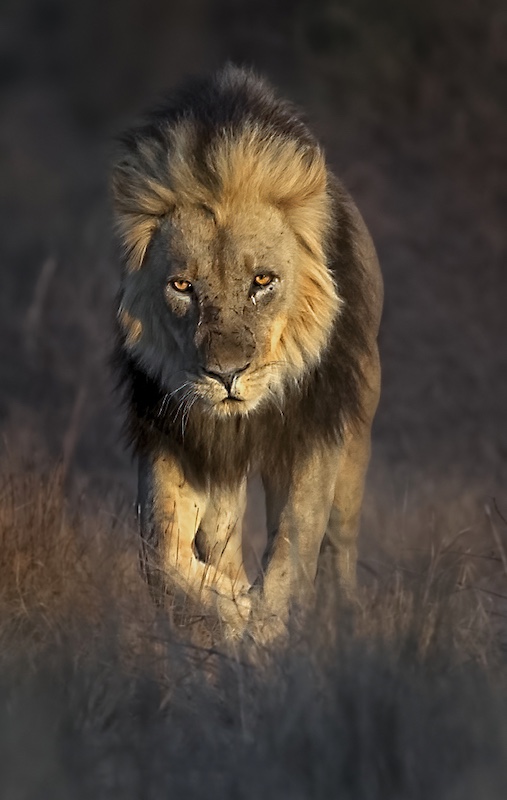 Sasol Highveld Photography Club - Peter Winnan - African Lion On The Move