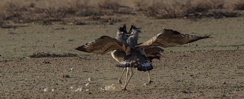 Scottburgh Camera Club - Carol-Ann Maré - Fight of the Kori Bastard