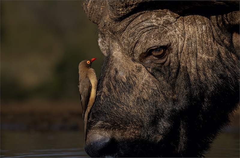 Springs Photographic Club - Rodney Cory - Baffalo Matjie