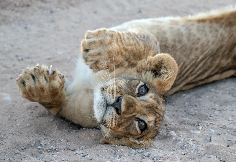Swartland Fotografieklub - Ciszanne Crous - Lazy Morning