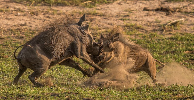 Tygerberg Photographic Society - Pieter Swart - The Challenge