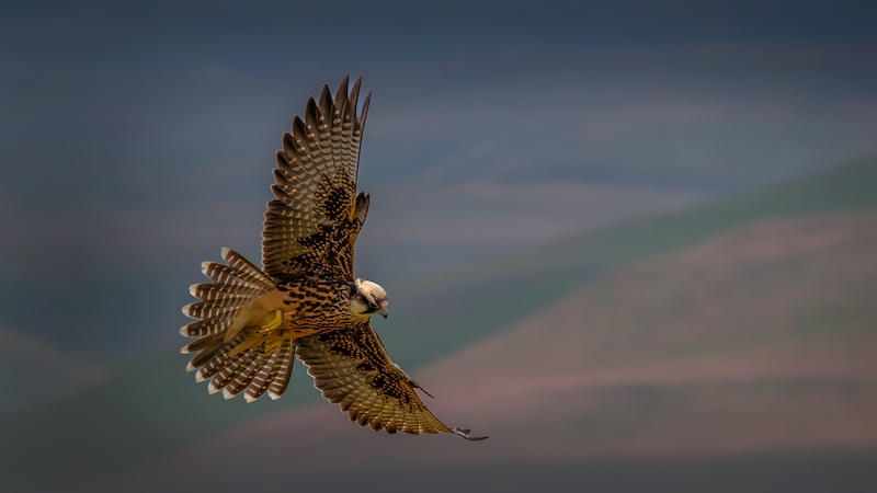 Vereeniging Photographic Society - Chris de Wet - Wide Spread