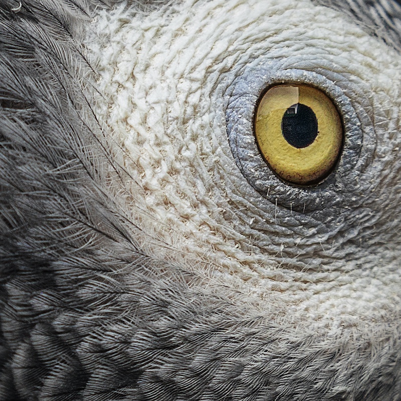 Annaline Werth - F-Stop Fotografiese Vereniging - The Eye