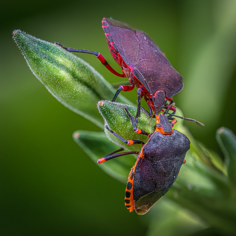 Cathy Birkett - Knysna Photographic Society - Love bugs