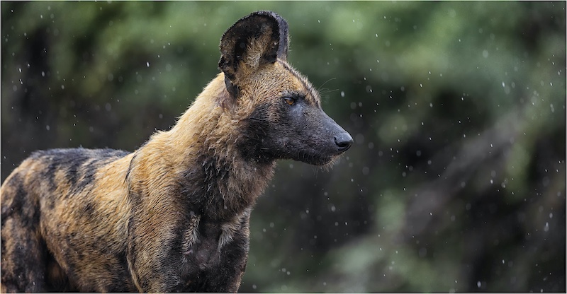 Craig Morgan - Randburg Foto Klub-Randburg Photo Club - Rain Dog