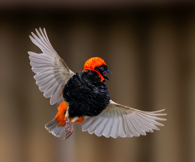 David Woolf  Stein - Sandton Photographic Society - Southern red bishop flight