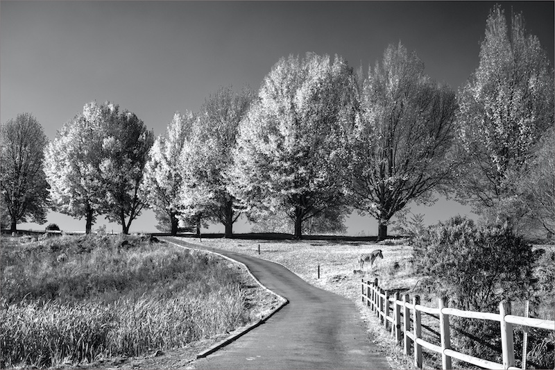 Evelyn Gibson - George Camera Club - Infrared pathway thru the Reserve