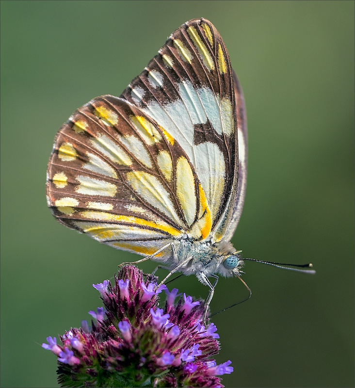 Haig Fourie - Vanderbijlpark Fotografiese Vereniging - Bontrokkie op pers Verbena