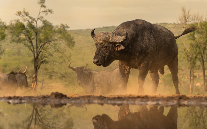 Howard Gillitt - Westville Camera Club - The Boss