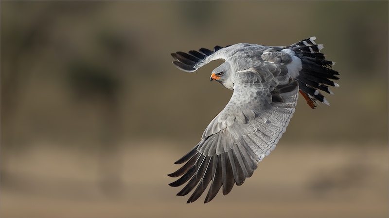 Johan Frost - Midlens Fotoklub - Goshawk Flight