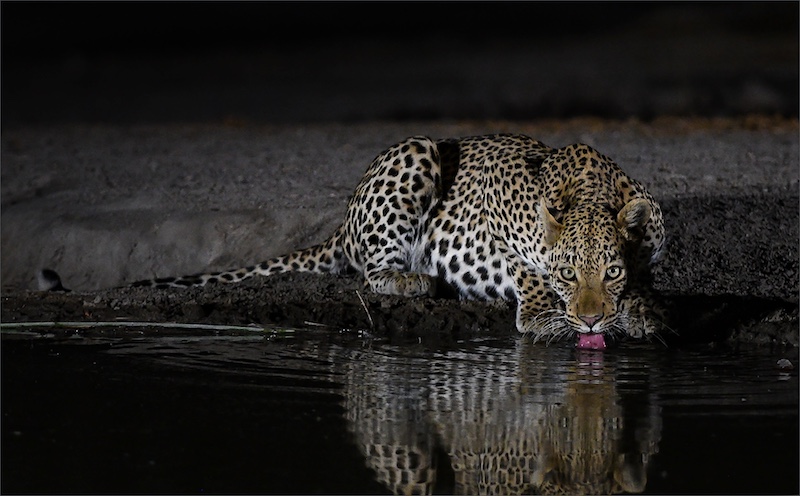 Leon Venter - Bethal Fotografie Klub - LUIPERD LAAT NAG DORS
