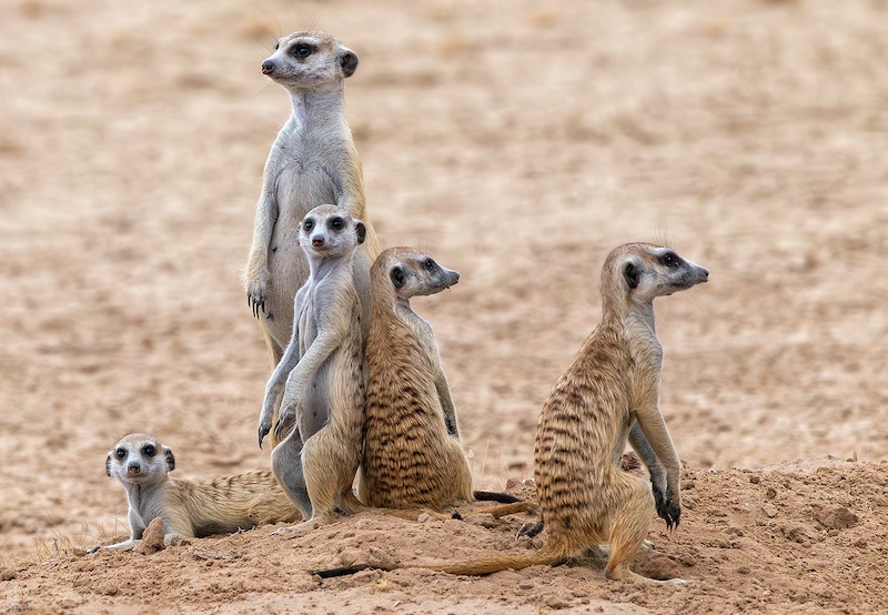 Michele-Ann Nel - Creative Camera Club - Family on Guard