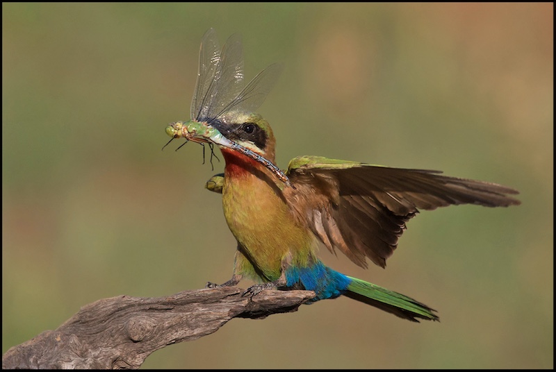 Roelf Ackerman - Midlens Fotoklub - Bee eater has landed