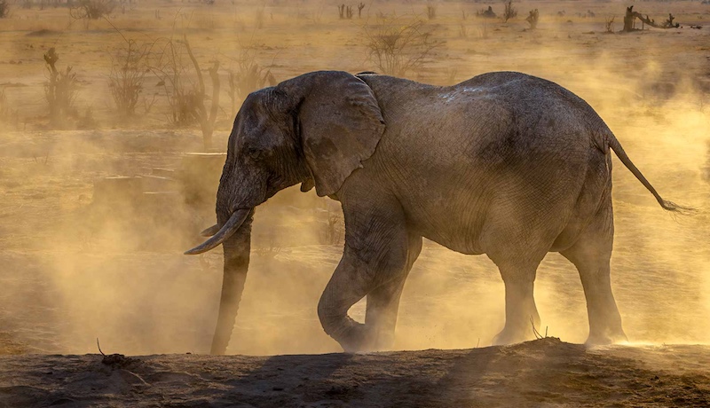 Sharlene Cathro - Princes Grant Camera Club - Evening dust bath