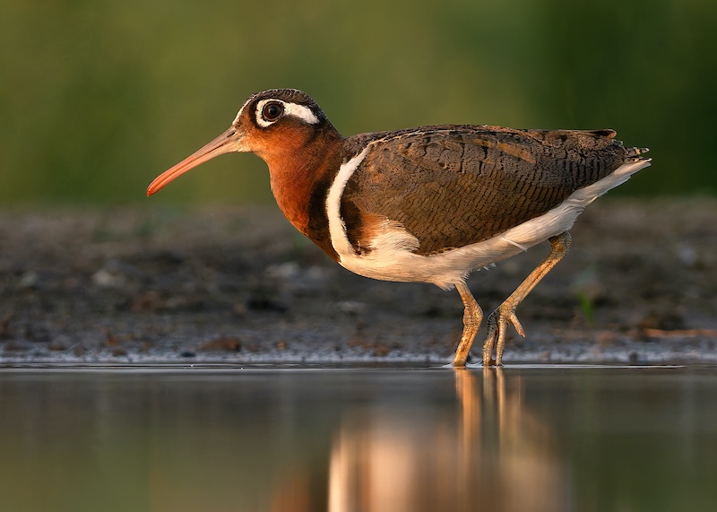 Shirley Gillitt - Westville Camera Club - Handsome fella