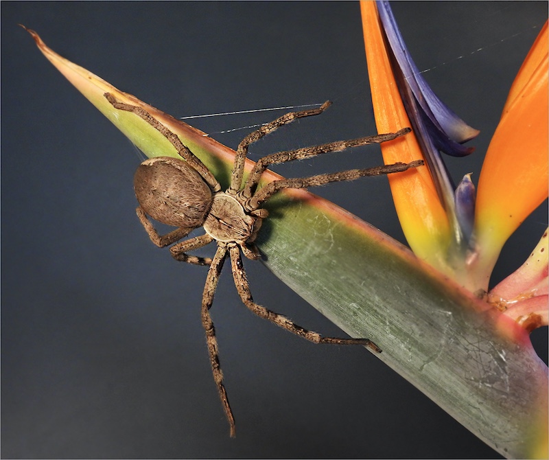 Sussa Pelser - Sasol Highveld Photography Club - Rain Spider On Strelitzia