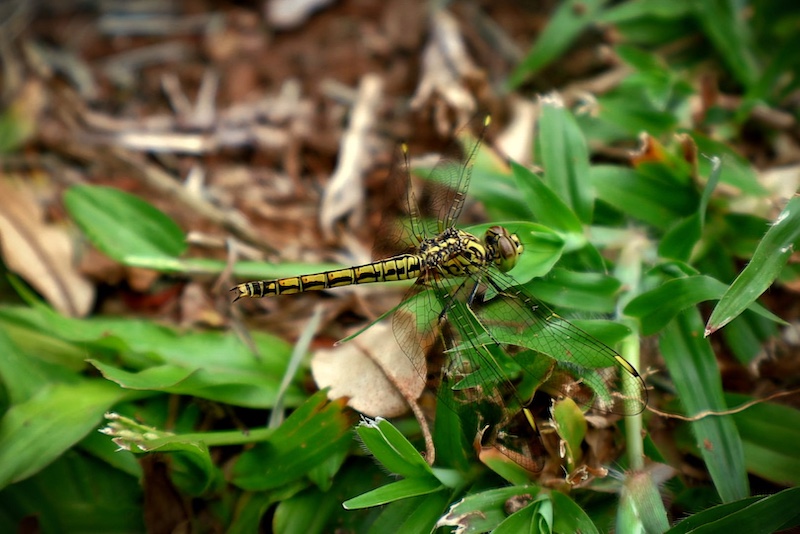 Tavaria Rajoo -  Independent - Dragonfly