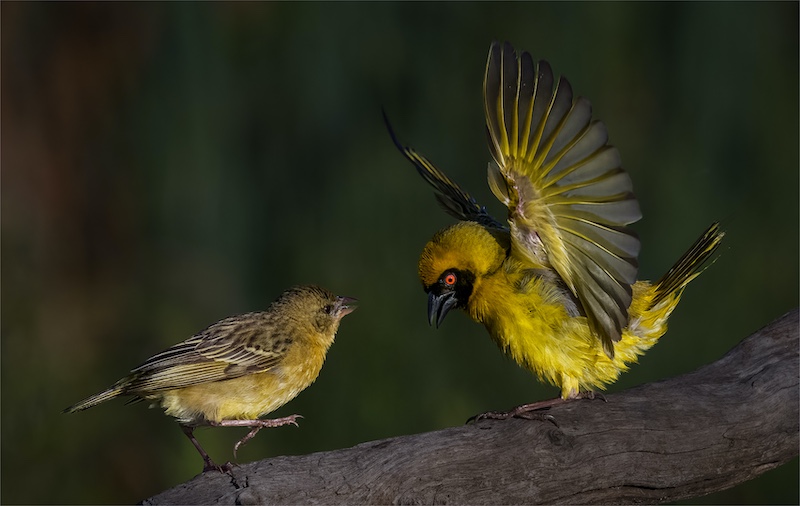 Theo Van Der Merwe - Boksburg Camera Club - Dispute