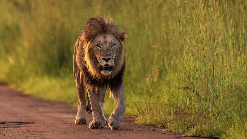 Yafei Yi - Sandton Photographic Society - Male Lion of Pilanesberg