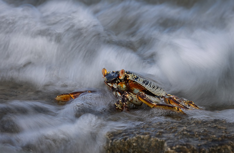 Ballito Photo Club - John Louw - Crab