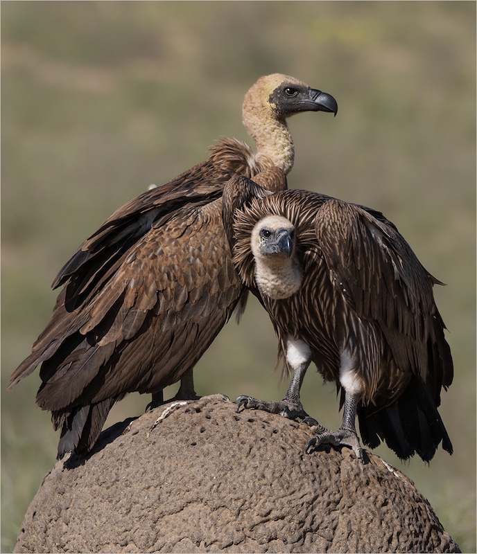 Boksburg Camera Club - Marie Botha - So saam saam op ons eie miershoop