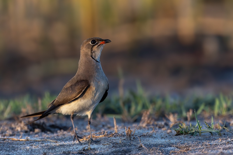 Bosveld Fotografie Klub - Ziets Zietsman - Rooivlerkspringkaanvoel