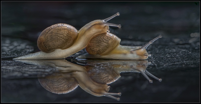 Brandpuntfotoklub - Elsa E van Dyk - Kleine blaarslaaislakkies kan nie sien nie
